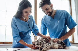 How to Become a Veterinarian